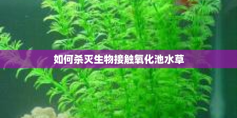 如何杀灭生物接触氧化池水草
