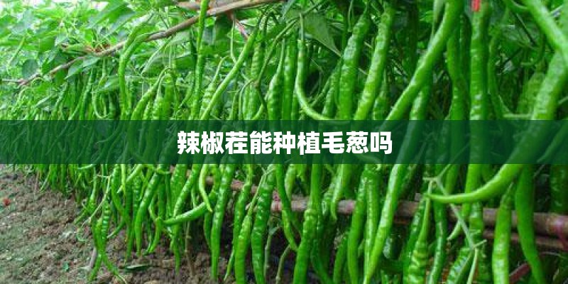 辣椒茬能种植毛葱吗