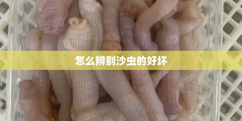 怎么辨别沙虫的好坏