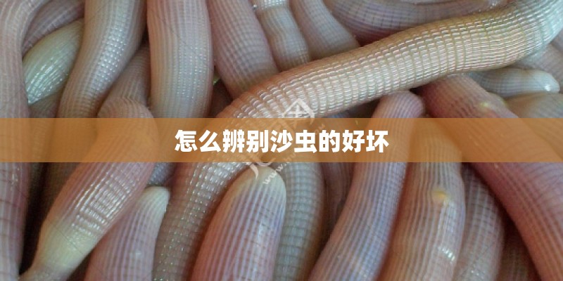 怎么辨别沙虫的好坏