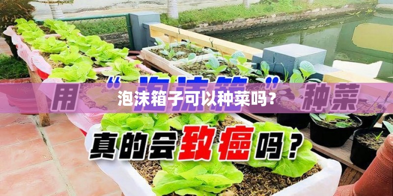 泡沫箱子可以种菜吗？