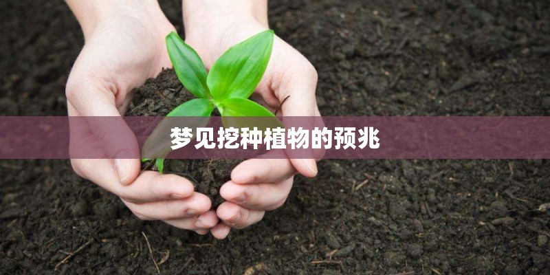 梦见挖种植物的预兆