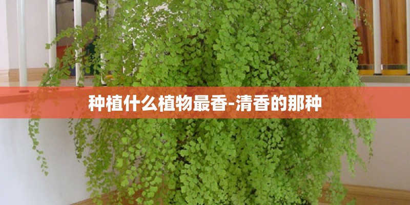 种植什么植物最香-清香的那种