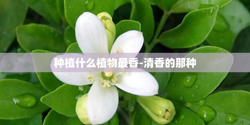 种植什么植物最香-清香的那种