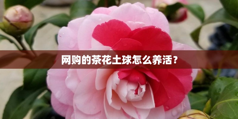 网购的茶花土球怎么养活？