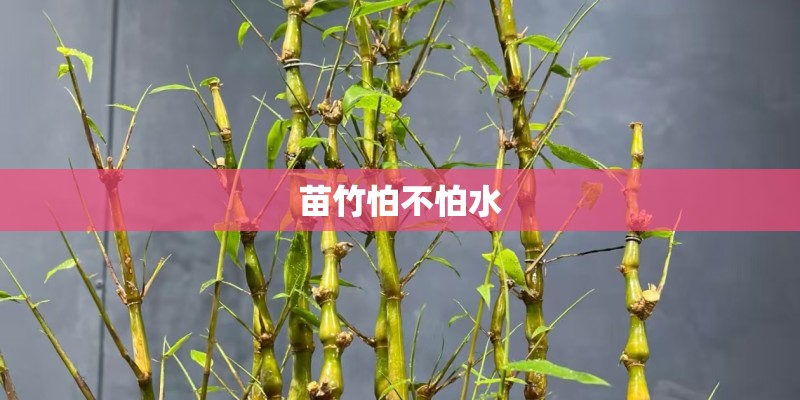 苗竹怕不怕水