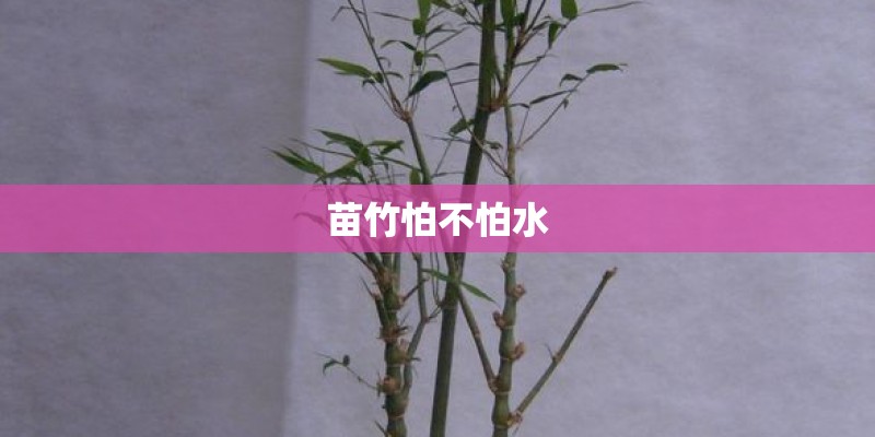 苗竹怕不怕水