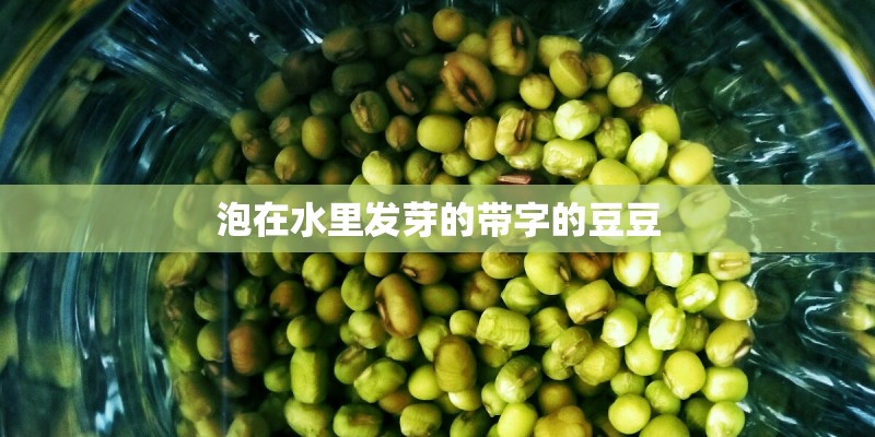 泡在水里发芽的带字的豆豆